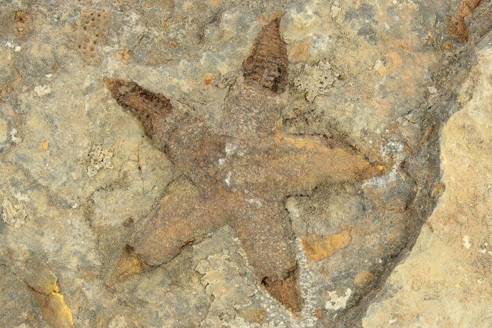 Ordovician Starfish Fossil With An Edrioasteroid - Morocco #226757